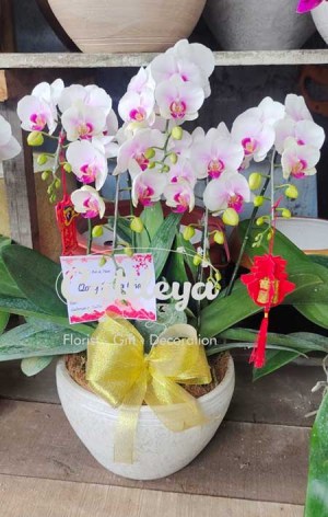 bunga meja anggrek bulan